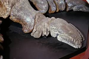 Ankylopollexia: Iguanodon arthritic toe