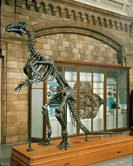 Iguanodontidae: Iguanodon atherfieldensis