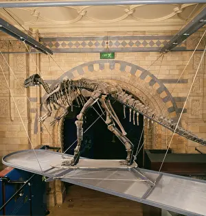 Ankylopollexia: Iguanodon atherfieldensis