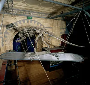 Ankylopollexia: Iguanodon atherfieldensis