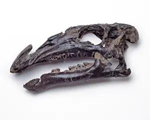 Ankylopollexia: Iguanodon atherfieldensis skull