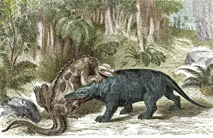 Megalosaurus: Iguanodon Biting Megalosaurus