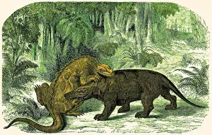 Megalosaurus: Iguanodon Biting Megalosaurus