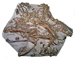 Reptiles: Iguanodon bones