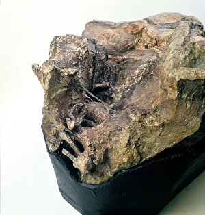 Ankylopollexia: Iguanodon brain
