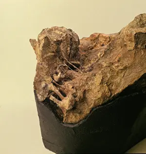 Ankylopollexia: Iguanodon brain
