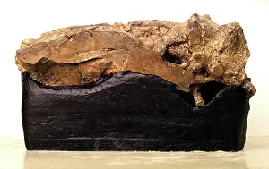 Ankylopollexia: Iguanodon brain