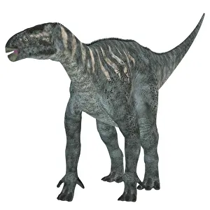 Hypsilophodon: Iguanodon dinosaur