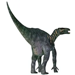 Iguanodont: Iguanodon dinosaur