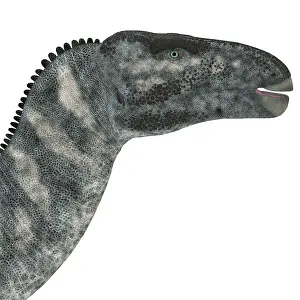 Hypsilophodon: Iguanodon dinosaur head