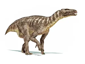 Claw: Iguanodon dinosaur isolated on white background