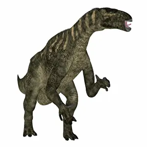 Rearing: Iguanodon dinosaur rearing up