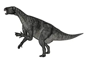 Hypsilophodon: Iguanodon dinosaur rearing up, white background