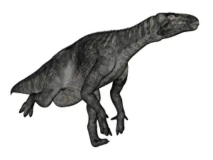 Hypsilophodon: Iguanodon dinosaur running, white background