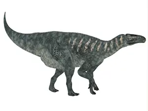 Hypsilophodon: Iguanodon dinosaur, white background