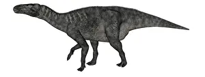 Hypsilophodon: Iguanodon dinosaur on white background