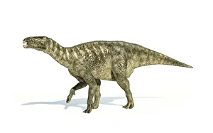 Hypsilophodon: Iguanodon dinosaur on white background
