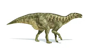 Hypsilophodon: Iguanodon dinosaur on white background
