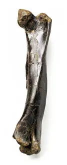 Thigh: Iguanodon femur