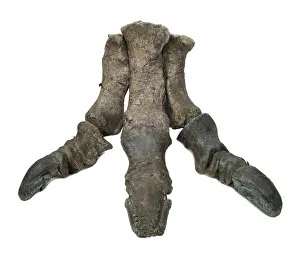 Ankylopollexia: Iguanodon foot