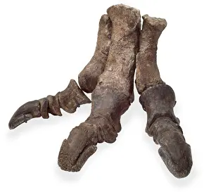 Ankylopollexia: Iguanodon foot