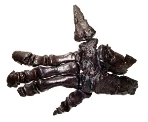 Ankylopollexia: Iguanodon hand