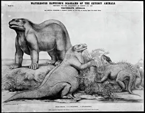 Ankylopollexia: Iguanodon and Hylaeosaurus