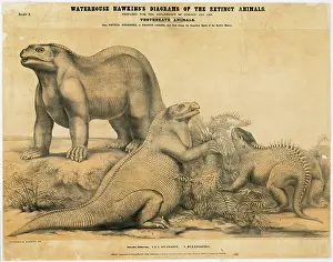 Ankylopollexia: Iguanodon and Hylaeosaurus
