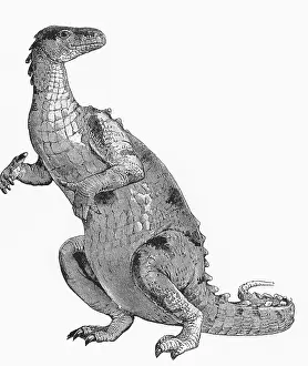 Iguanodon: Iguanodon Illustration