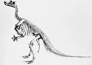 Iguanodon: Iguanodon Illustration