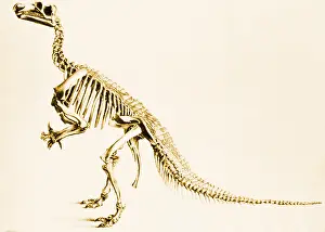 Iguanodon: Iguanodon Illustration