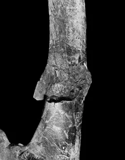 Iguanodontidae: Iguanodon ischium