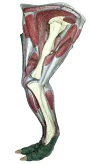 Ankylopollexia: Iguanodon leg