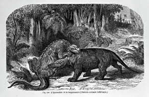 Megalosaurus: Iguanodon & Megalosaurus