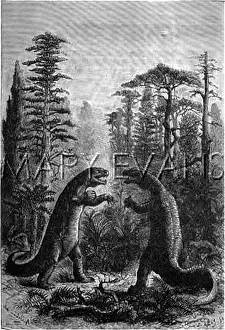 Megalosaurus: IGUANODON, MEGALOSAURUS