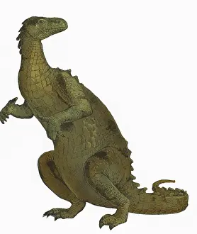 Ornithopoda: Iguanodon, Mesozoic Dinosaur