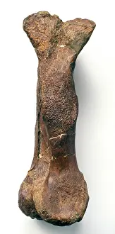 Ankylopollexia: Iguanodon metatarsal