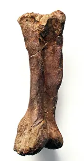 Ankylopollexia: Iguanodon metatarsal
