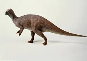 Ankylopollexia: Iguanodon model, 1990s
