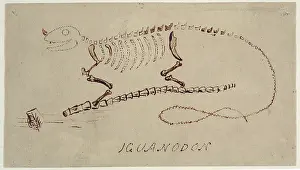 Iguanodon reconstruction by Gideon Mantell