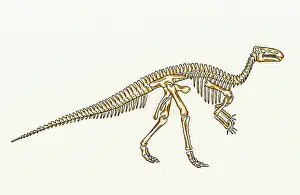 Ankylopollexia: Iguanodon skeleton
