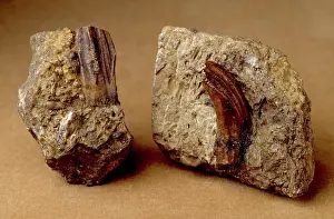 Iguanodontidae: Iguanodon teeth