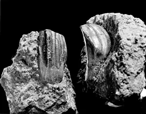 Iguanodontidae: Iguanodon teeth