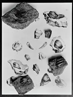 Hadrosauriformes: Iguanodon teeth