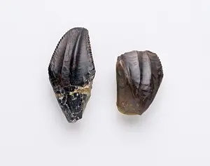 Ankylopollexia: Iguanodon teeth