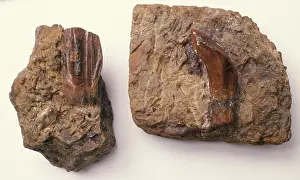 Gideon: Iguanodon teeth