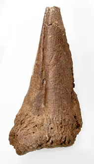 Ankylopollexia: Iguanodon thumb spike