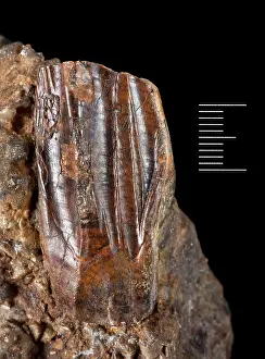 Ankylopollexia: Iguanodon tooth