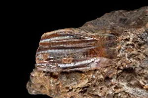 Ankylopollexia: Iguanodon tooth