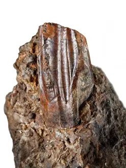 Ankylopollexia: Iguanodon tooth